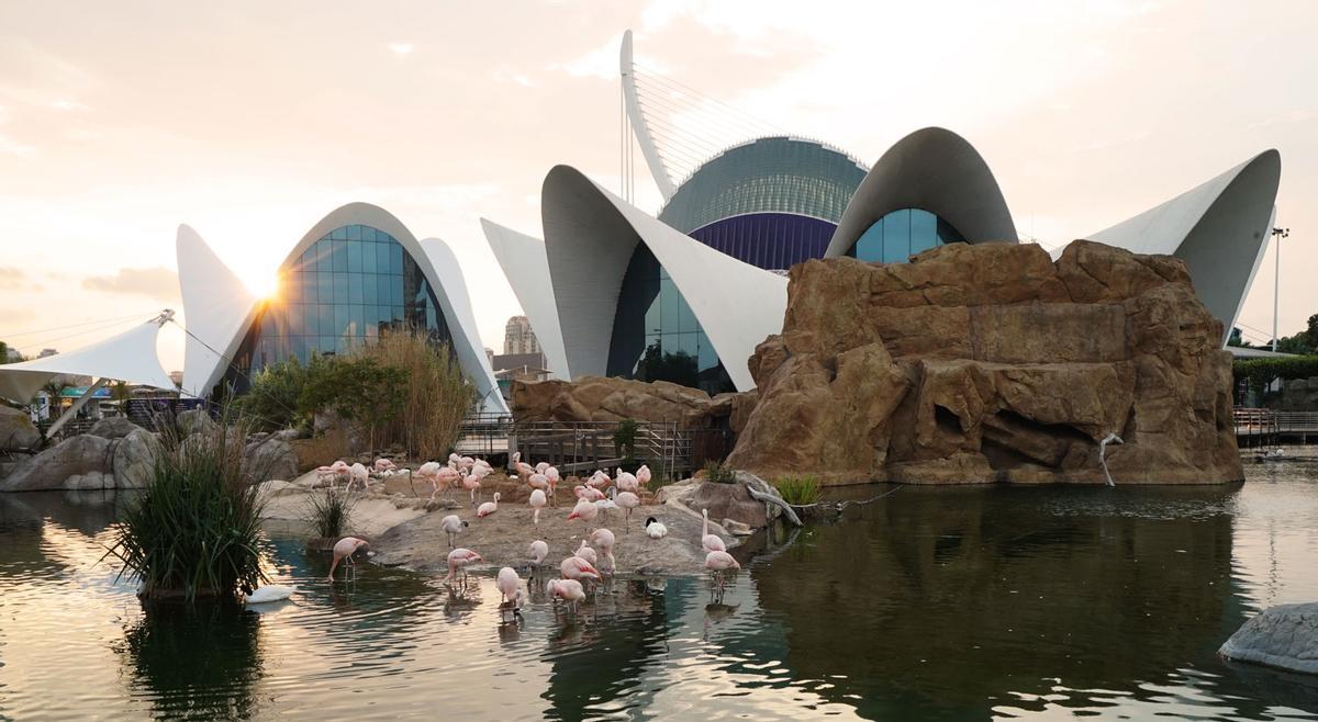 Lagos exteriores del Oceanogràfic de València.