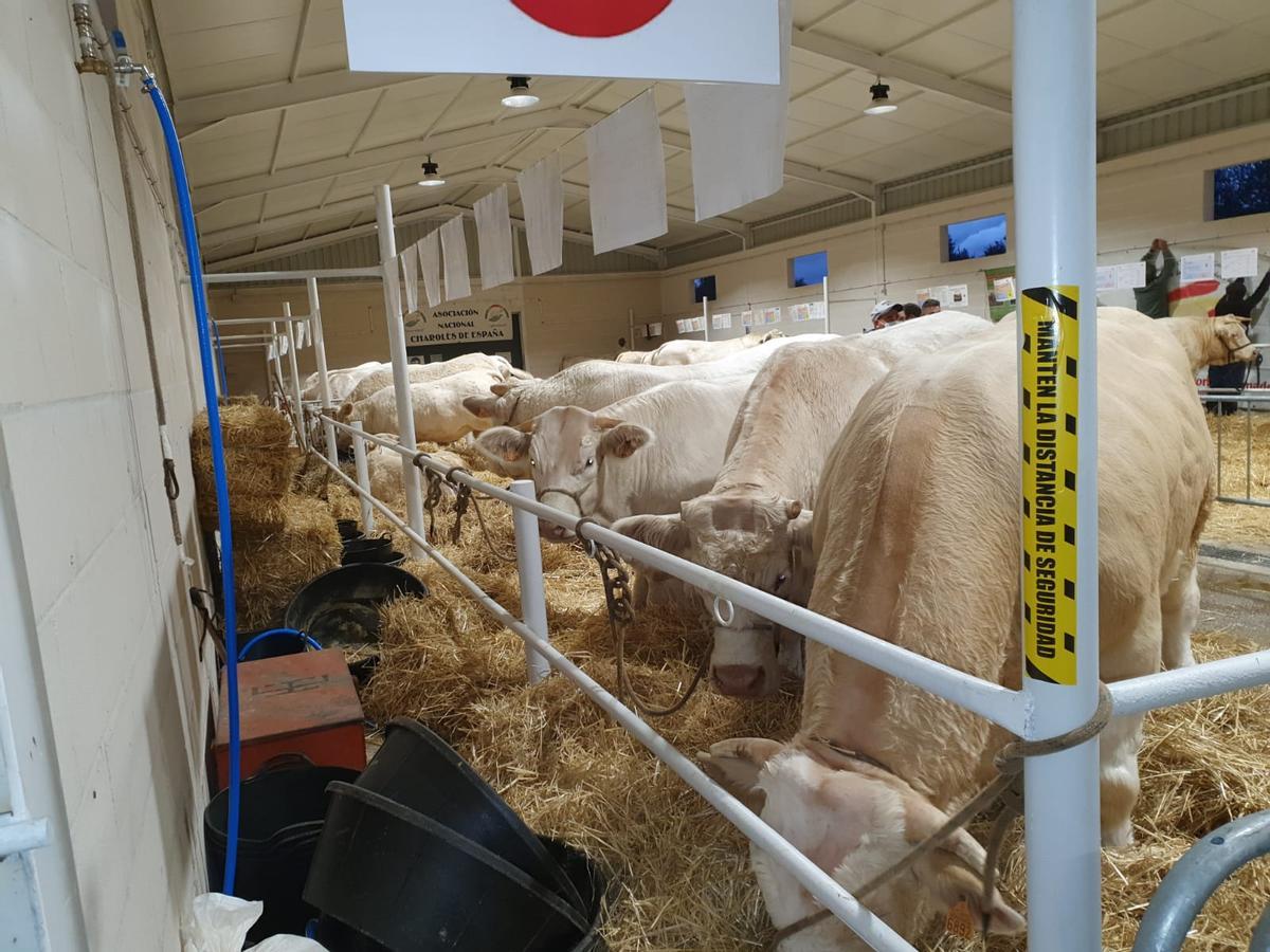 El ganado charolés es uno de los atractivos de la Feria de Ganado Selecto de Albalá.