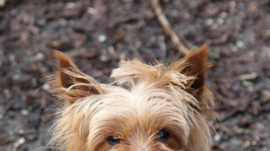 Un perro de raza yorkshire, la misma del can agredido.