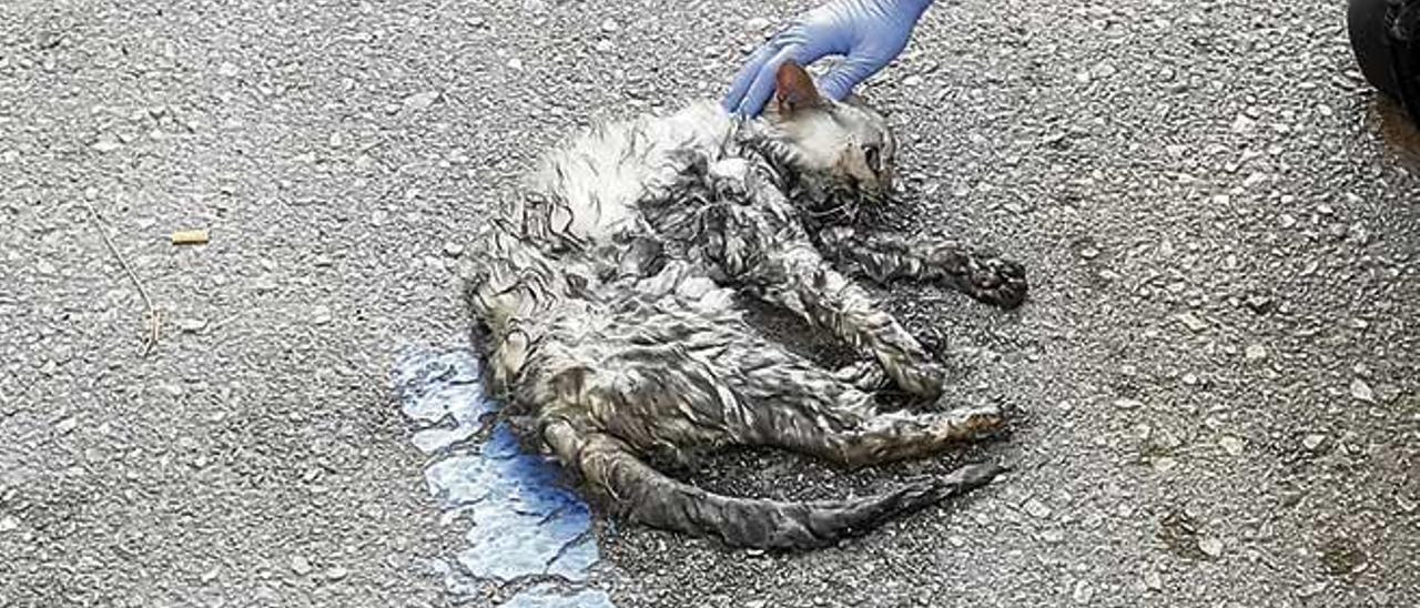 Esfuerzos de reanimación salvan la vida de siete gatos