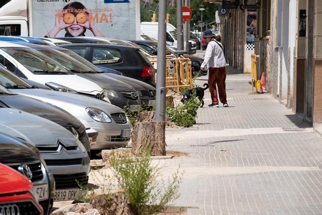Las fotos de la tala masiva de árboles en las obras de la calle General Ricardo Ortega de Palma