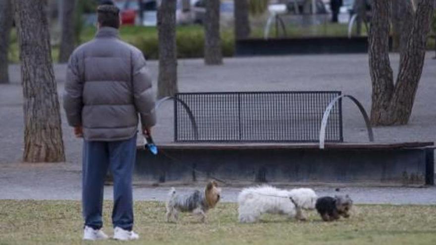 Perros en un parque valenciano