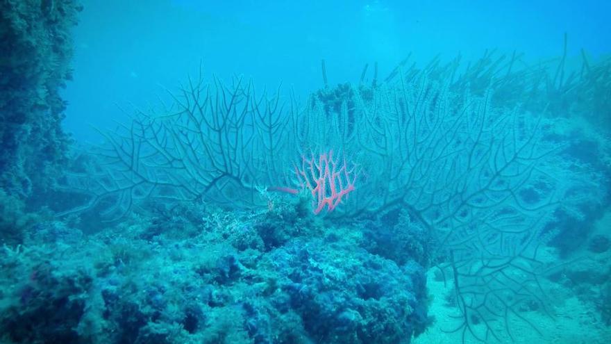 La Fundación Oceanogràfic certifica el buen estado de la biodiversidad marina de Xàbia