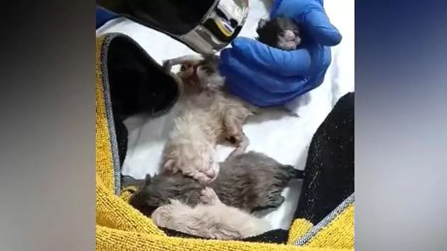 Mueren cuatro de las cinco crías de gato arrojadas a la basura en Cangas