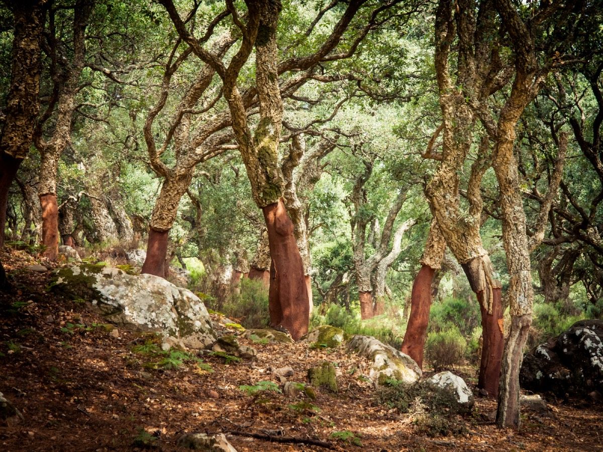 Parque de los alcornocales