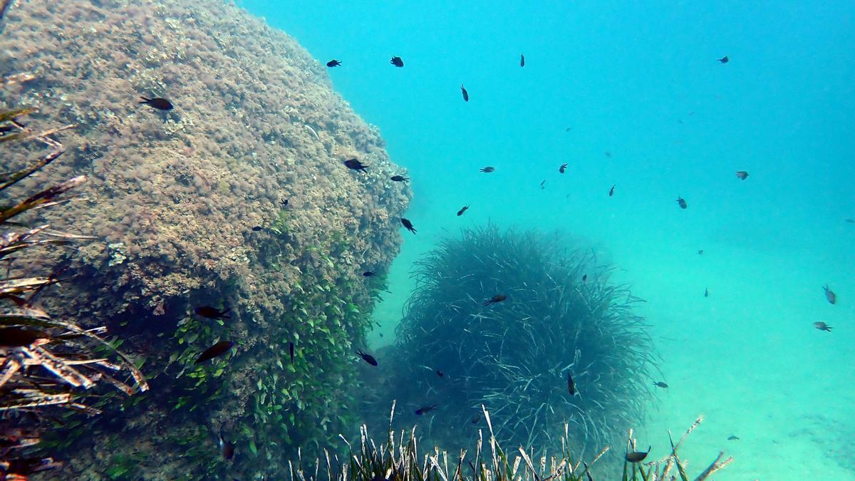 Imagen facilitada por el Ayuntamiento de unas de las praderas de posidonia