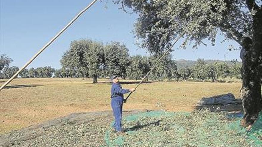 La tradicional recogida de la bellota revive en la dehesa boyal de Albuerquerque