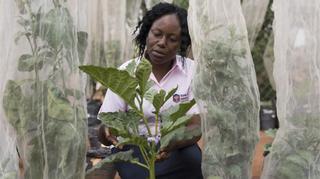 El cerebro de la huerta africana