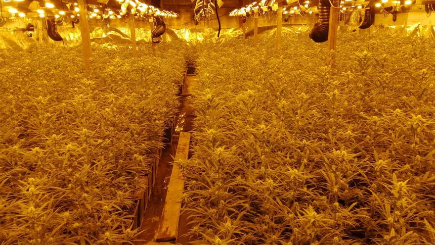 Troben una plantació amb 3.900 plantes de marihuana en una nau del polígon la Valldan de Berga