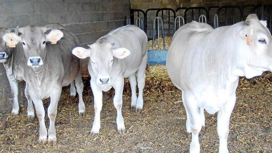 Vedelles nascudes i engreixades íntegrament a la Cerdanya