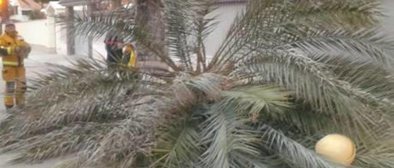 Cae la tercera palmera en un año sobre un vial en Cabo Roig