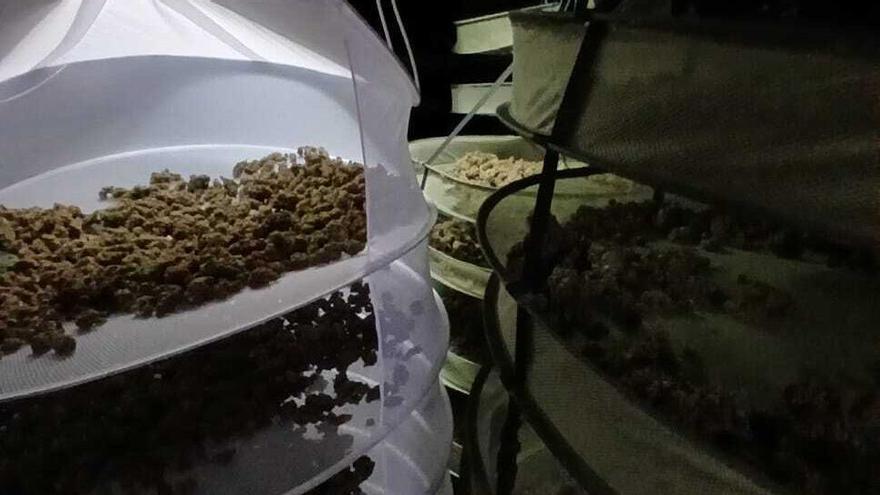 Els cabdells de marihuana assecant-se a la casa de Lloret de Mar.
