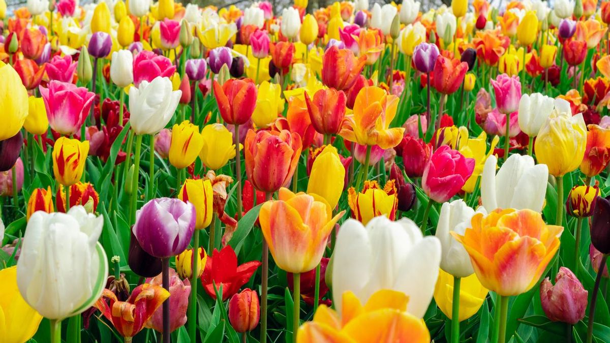 Cuándo visitar el jardín más viral de Barcelona con más de 150.000 tulipanes