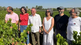 IU pide apoyo institucional ante los daños por el mildiu en Montilla-Moriles