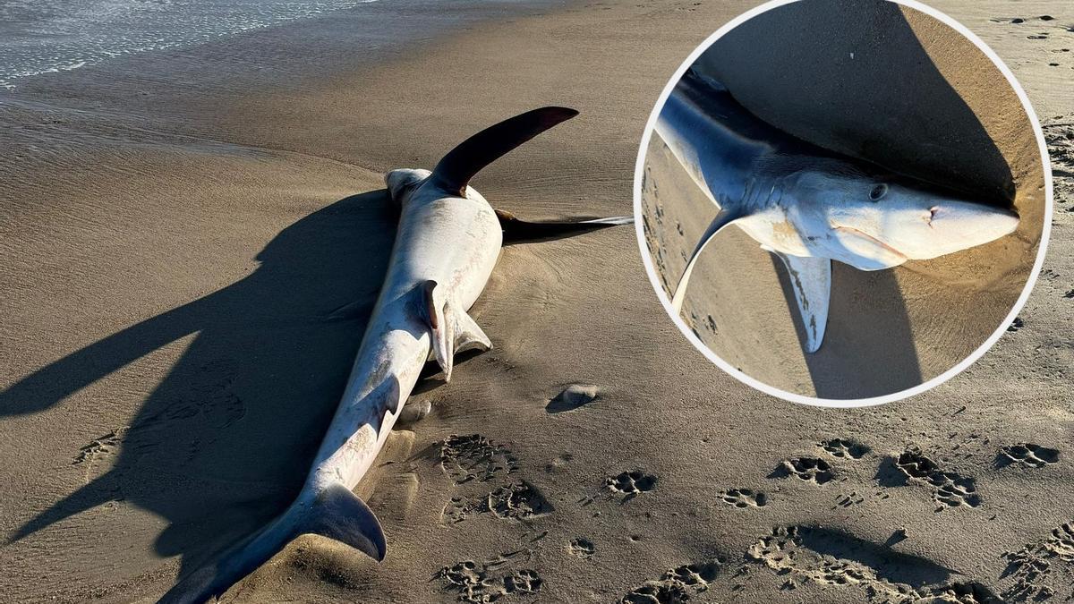 Vídeo: Un tiburón azul aparece muerto en la playa de Almassora