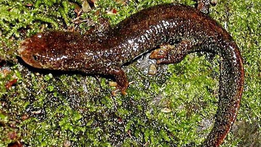 El tritó del Montseny és una espècie protegida.