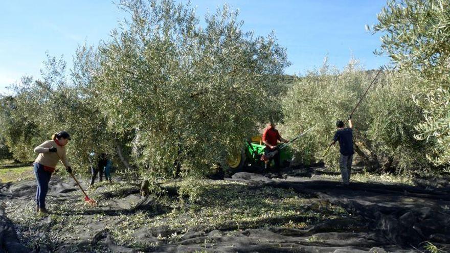 La cosecha de aceite en Aragón cae 17.000 toneladas en dos años