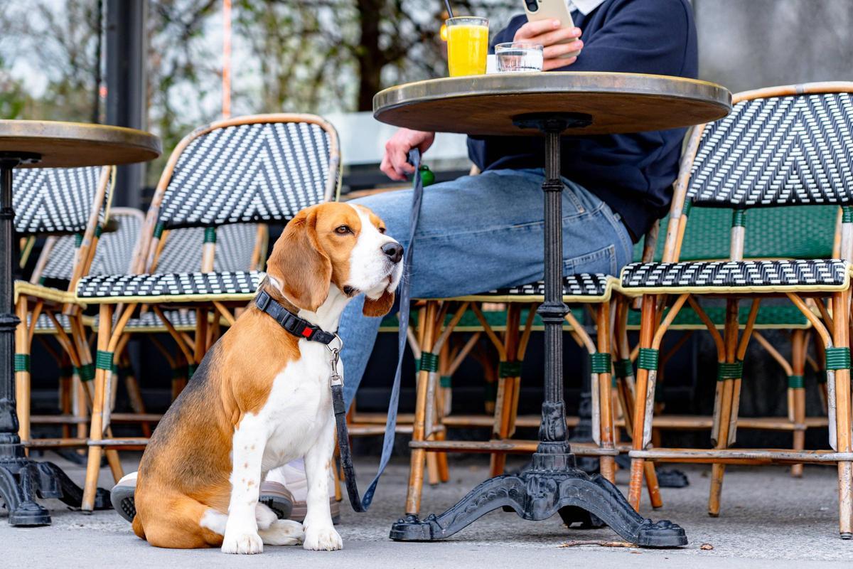 Cada vez es más común ver animales en tiendas, centros comerciales o incluso restaurantes.