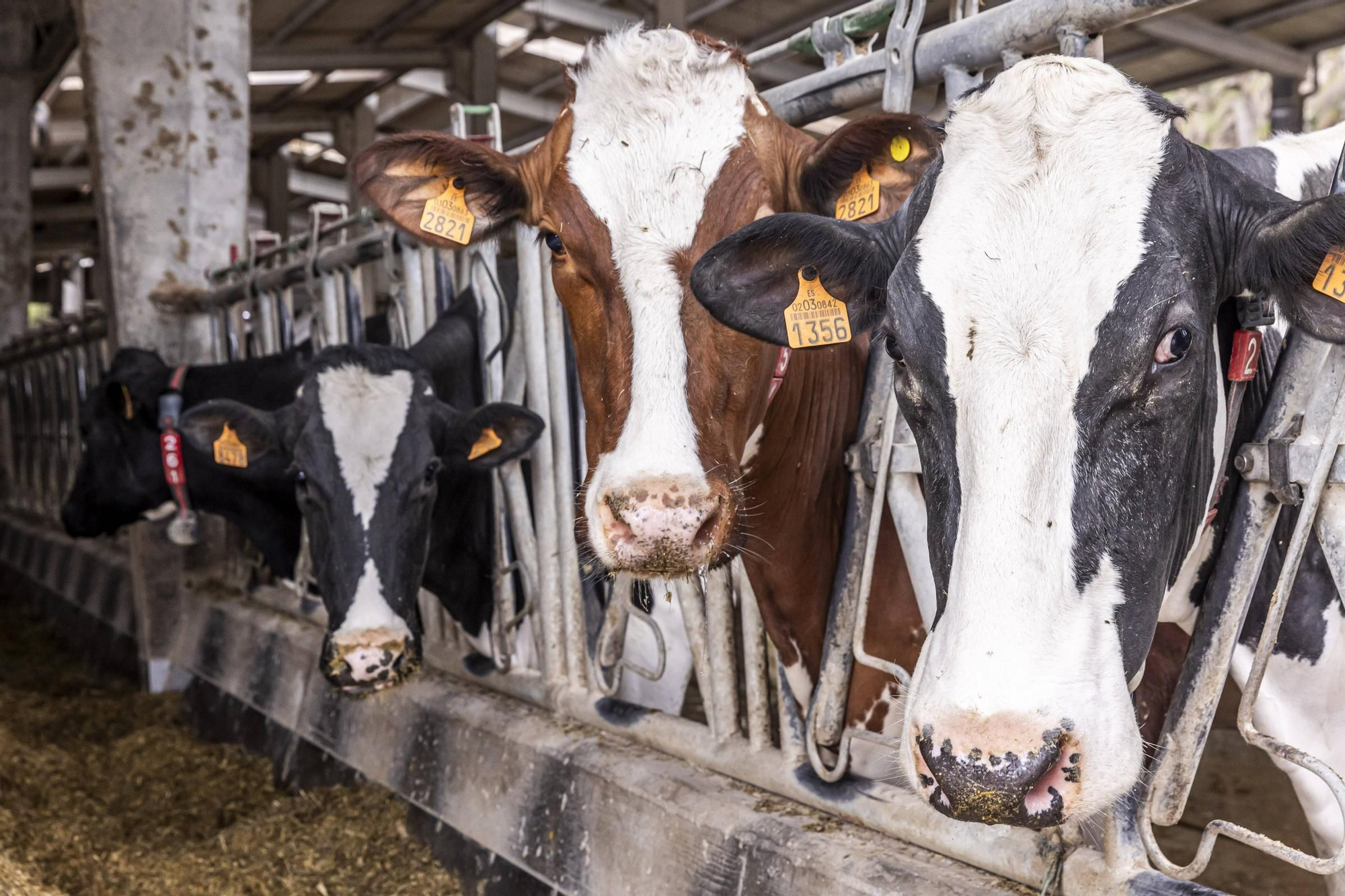 En imágenes | Un viaje por el drama de las vacas de Tineo