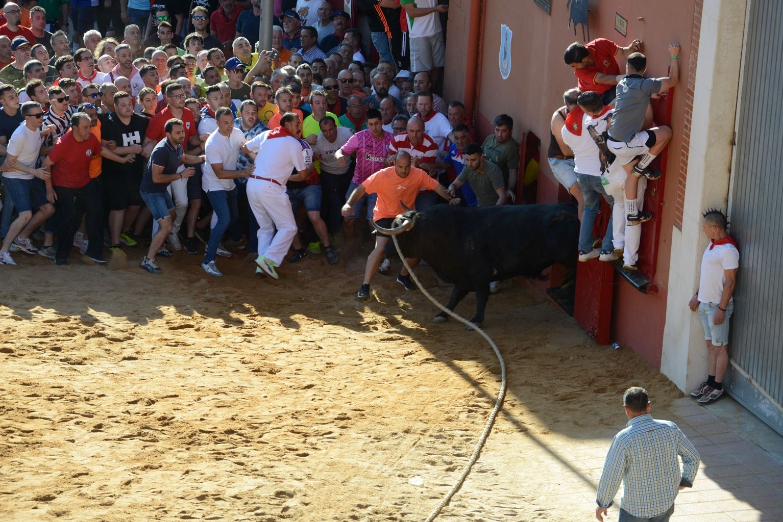 GALERÍA | Búscate en nuestras fotos del Toro Enmaromado 2024 de Benavente