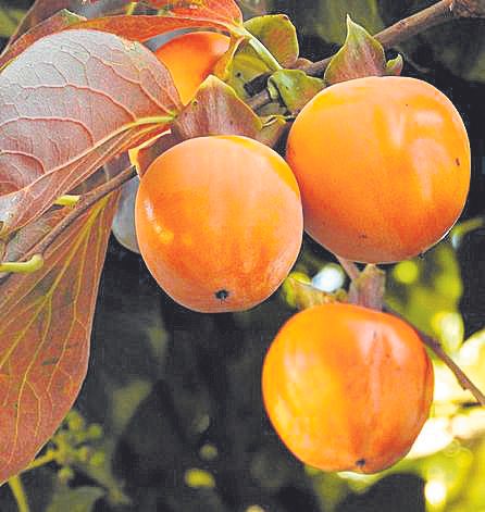 El cuero vegano se fabrica con kakis