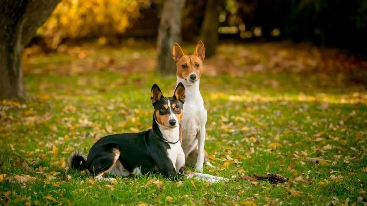 Esta es la única raza de perros que no ladra.