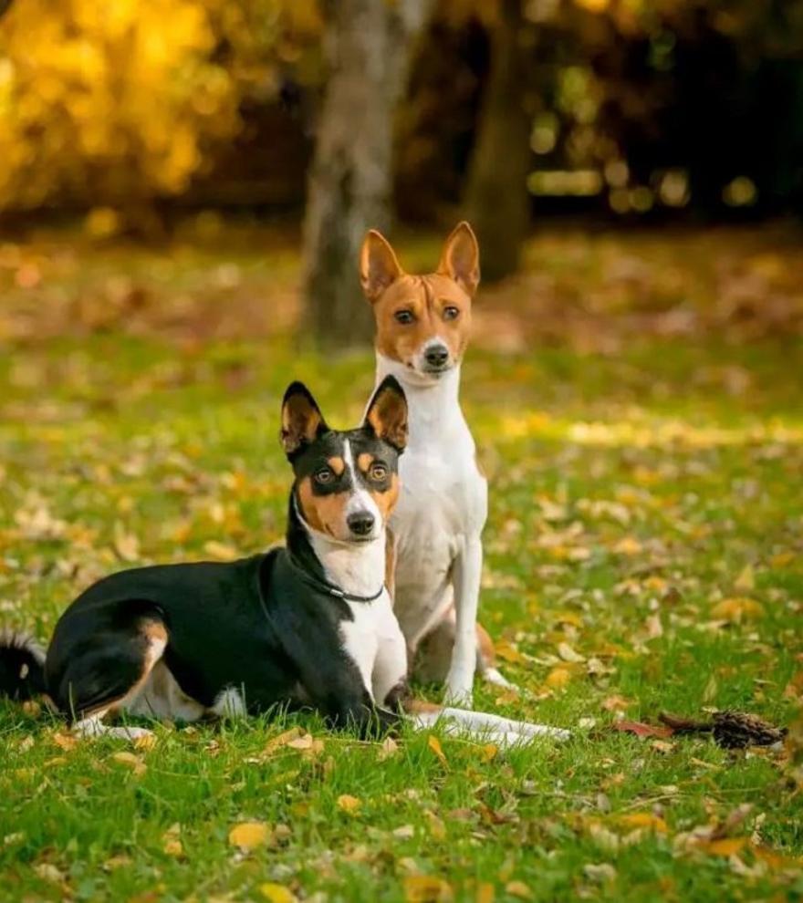 Esta es la única raza de perros que no ladra