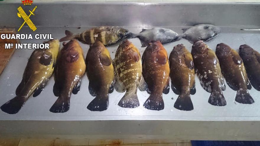 La Guardia Civil intercepta 14 kilos de pescado ilegal capturado en Majanicho