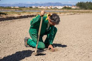 La sequera amenaça la collita d’arròs al delta de l’Ebre per primera vegada en la història