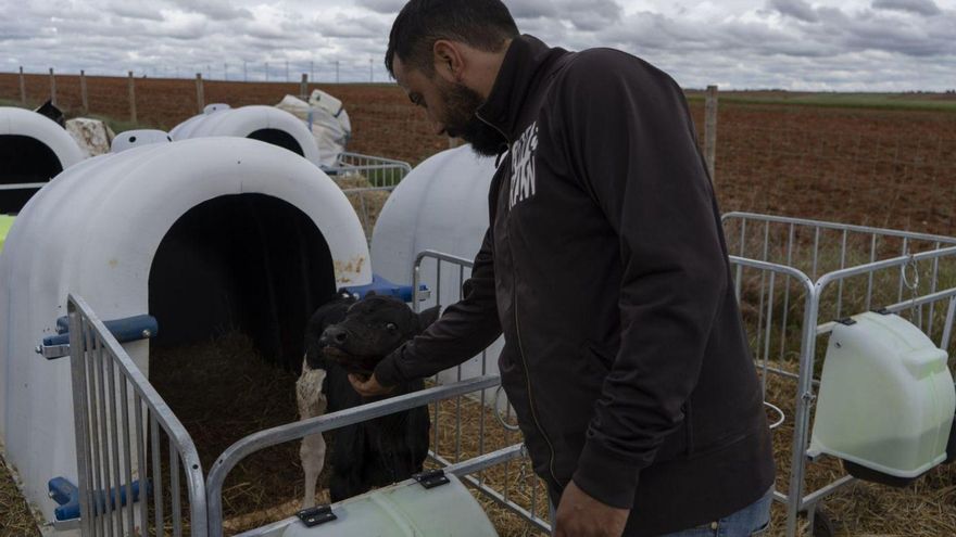 Una nueva normativa obliga a sanear los terneros antes de su venta a cebaderos