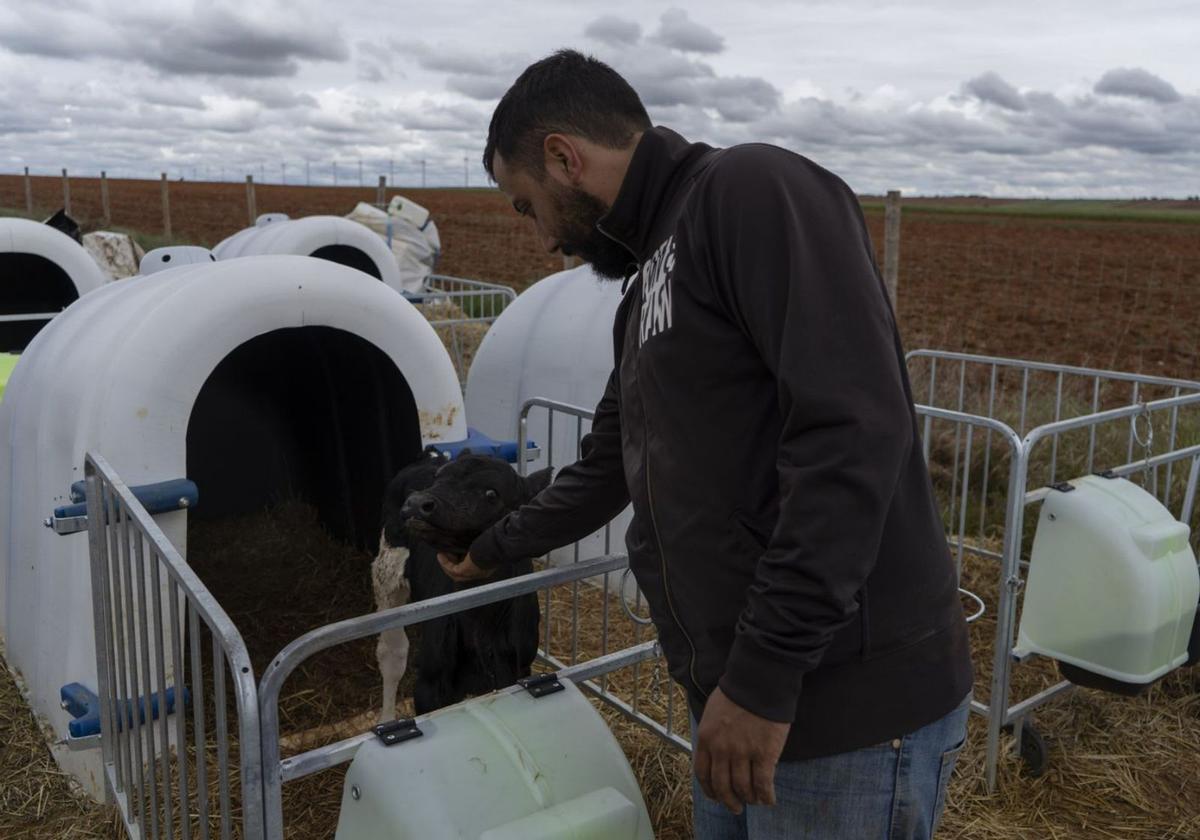 Un ternero de corta edad en una explotación de vacuno de  la provincia de Zamora. | José Luis Fernández