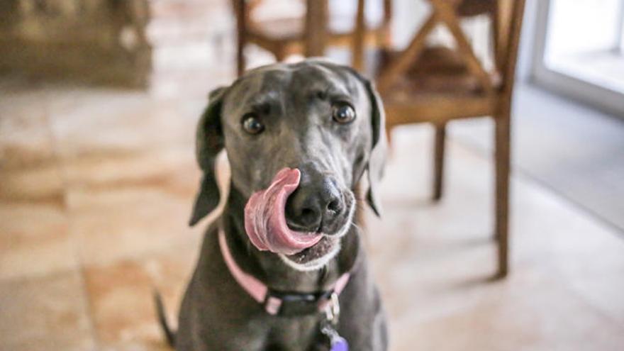 Un home perd les cames per la saliva d&#039;un gos