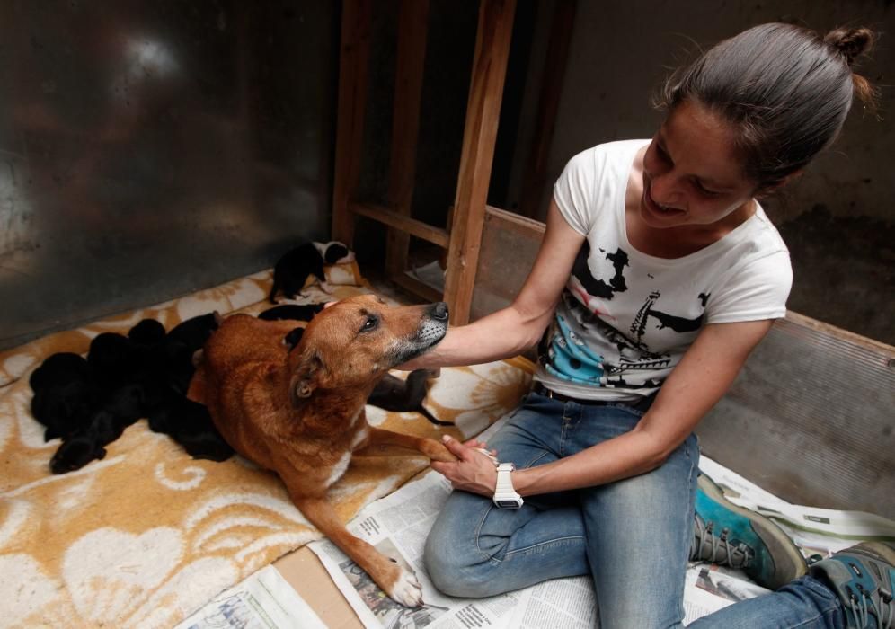 Perra con 12 cachorros en el albergue de animales