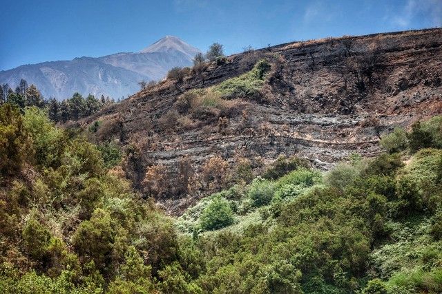 Zonas arrasadas por el incendio en el Norte de Tenerife