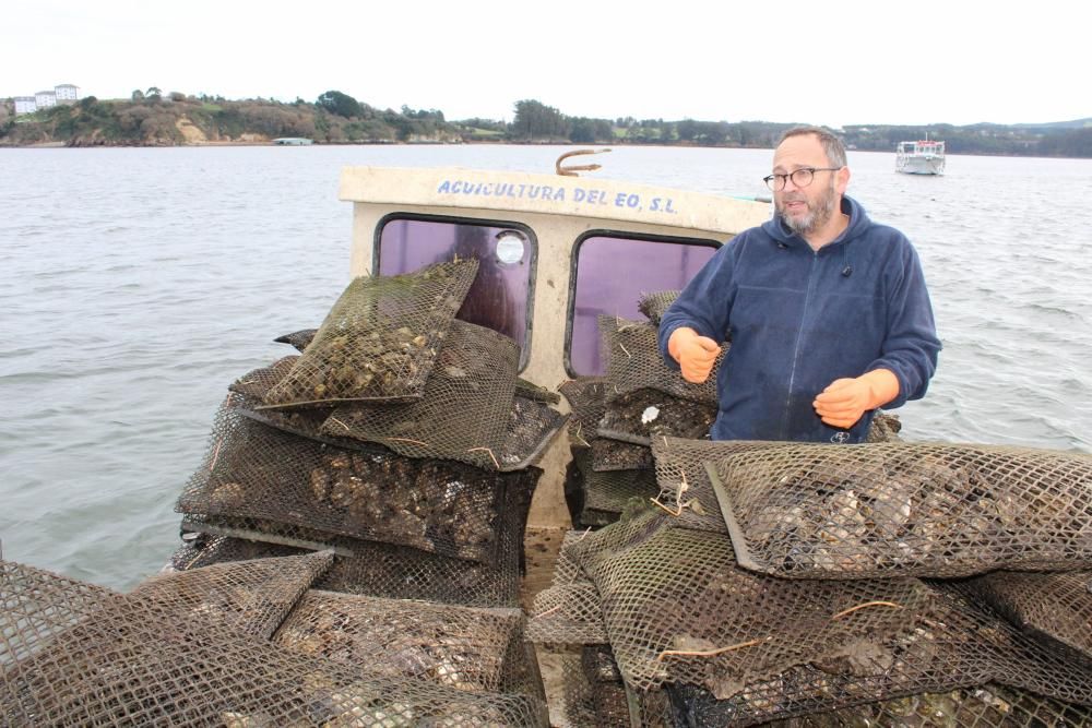 Ostras en la ría del Eo