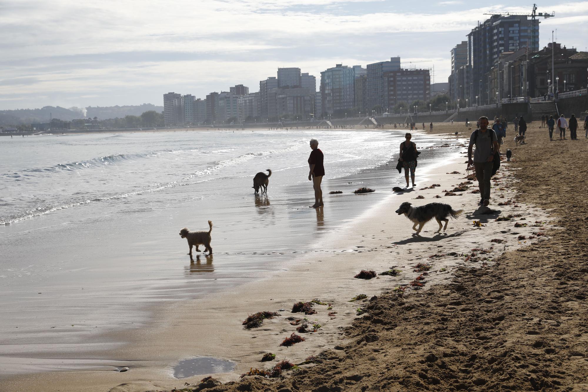 Los perros vuelven a las playas gijonesas