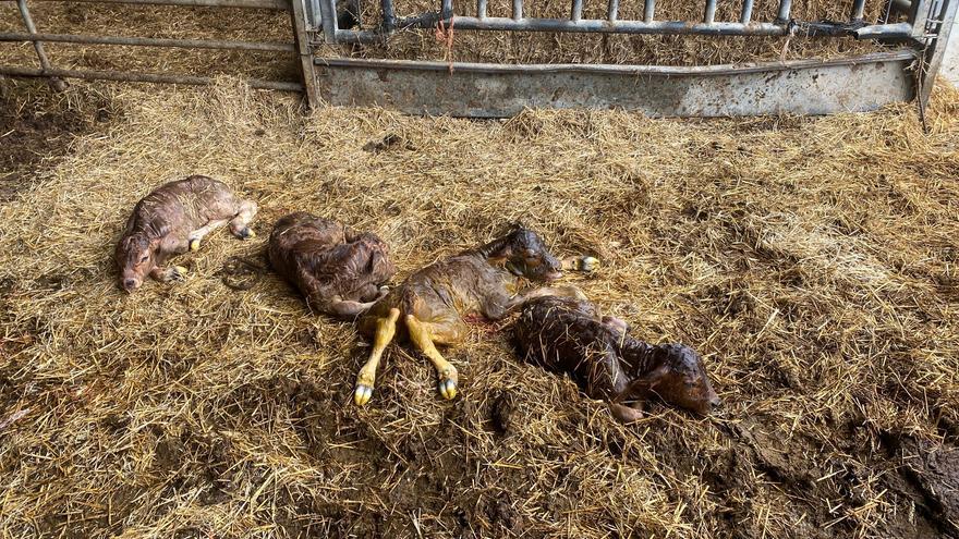 El insólito caso de una vaca que ha dado a luz cuatro terneros en Aragón