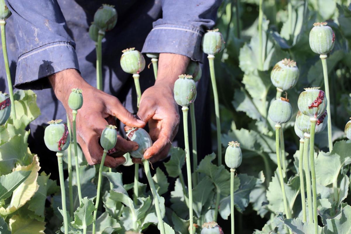 Un agricultor afganos extrae el opio crudo de los cogollos de amapola en su plantación en las afueras de Kandahar.