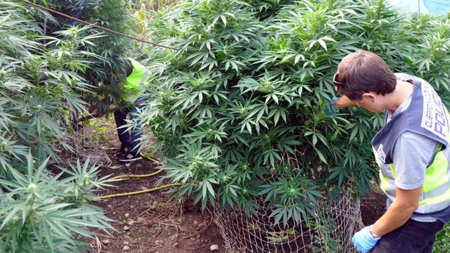 Desmantellen dues plantacions de marihuana en una finca de Maçanet