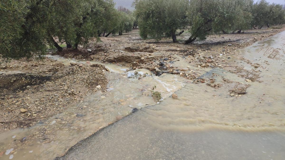Olivares anegados en Albendín.