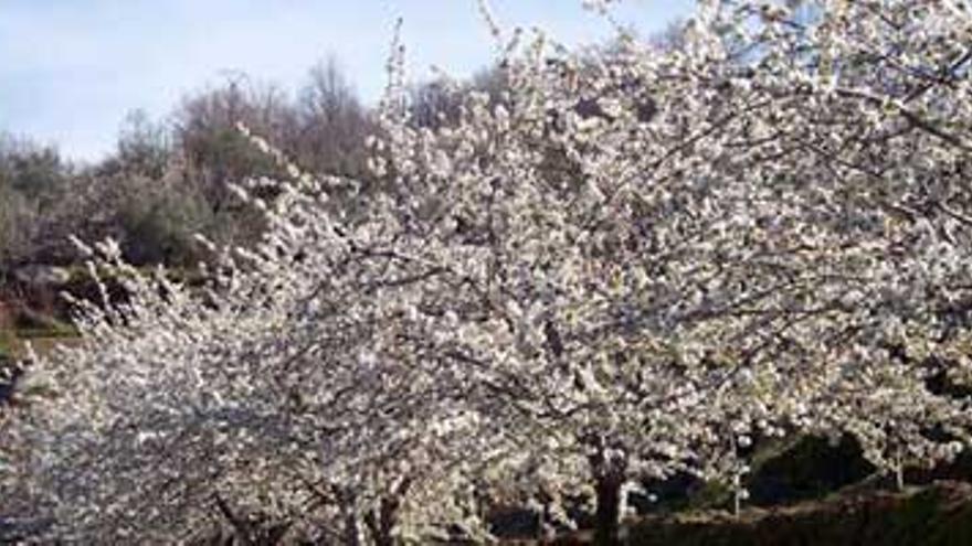 Los cerezos del Valle del Jerte comienzan a florecer