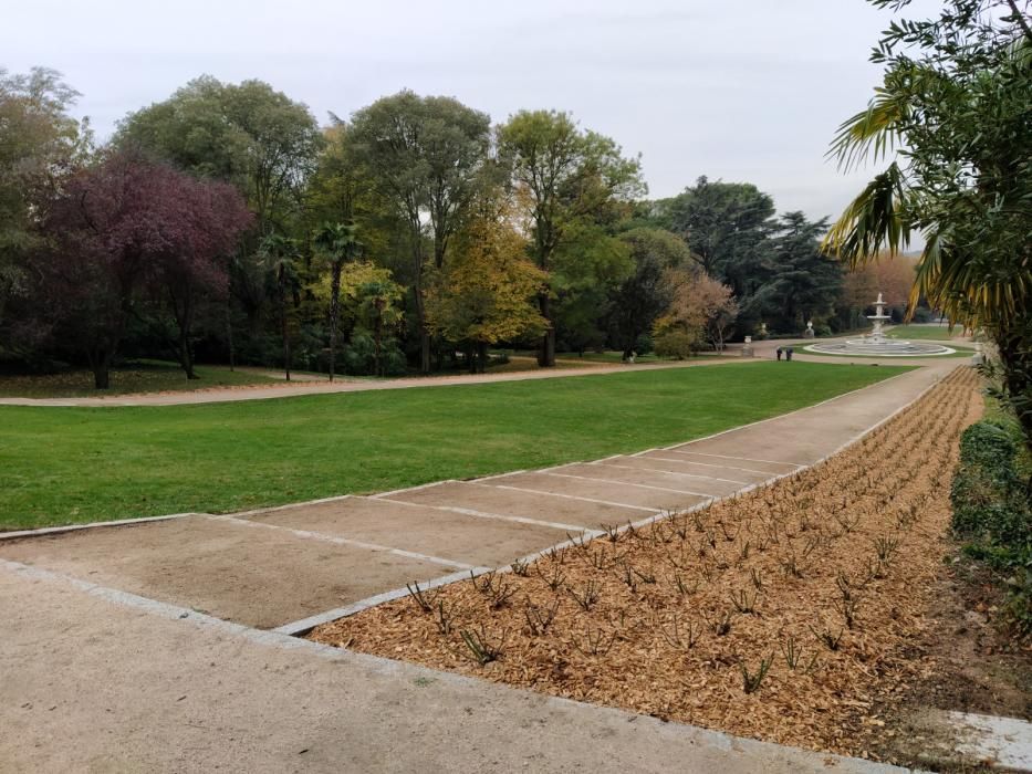 Plantones de la rosa "Castell d'Alaquàs" en el jardín del Campo del Moro, del Palacio Real de Madrid.