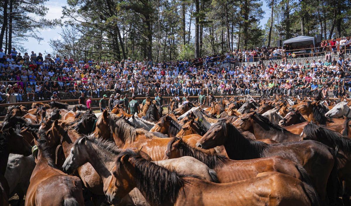 Las bestias fueron conducidas desde el monte Acibal, de Moraña. | PEDRO MINA
