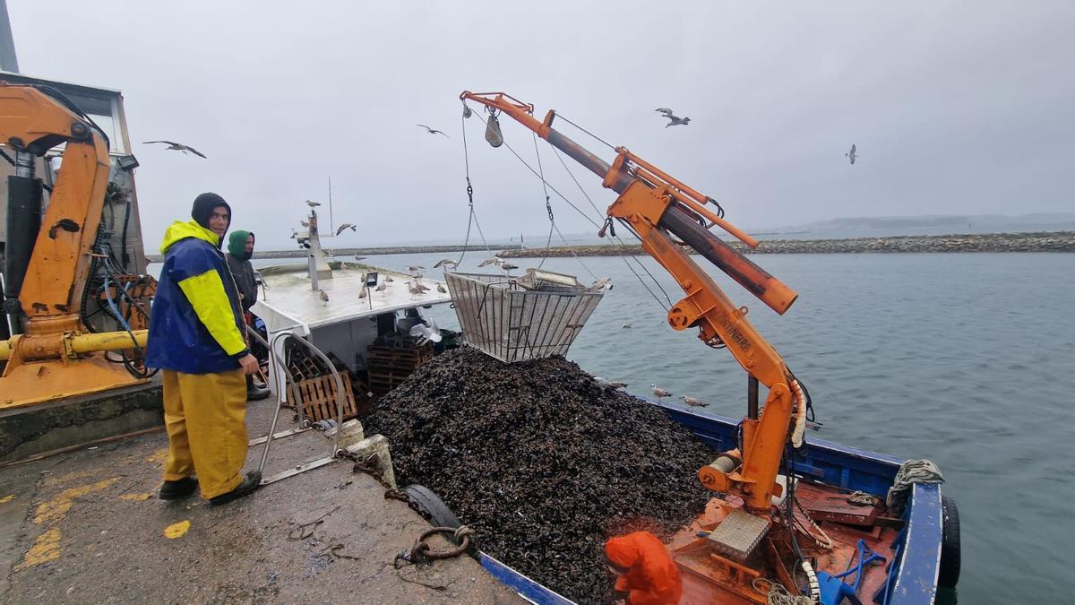 Un barco que llega a puerto con la cubierta cargada de mejillón a granel se conoce como “barcada”. Son alrededor de 15.000 kilos de molusco que se descargan así, con ayuda de la cuchara de las grúas de cada puerto, par destinarlo al sector transformador o industrial, es decir, cocederos y conserveras.