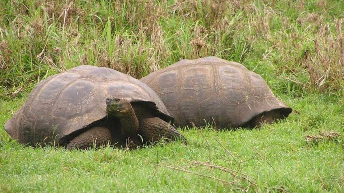 Las tortugas gigantes de las Galápagos desentrañan el secreto de la longevidad