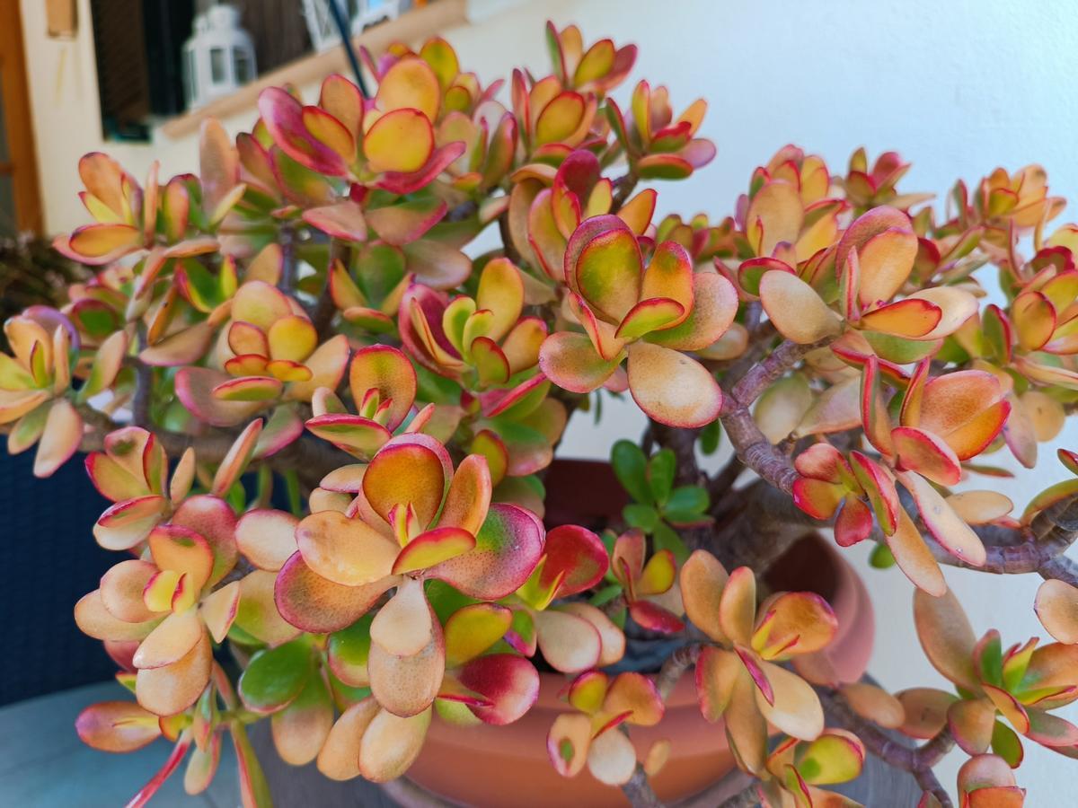Esta planta de jade (Crassula ovata) también forma parte de las recomendaciones.