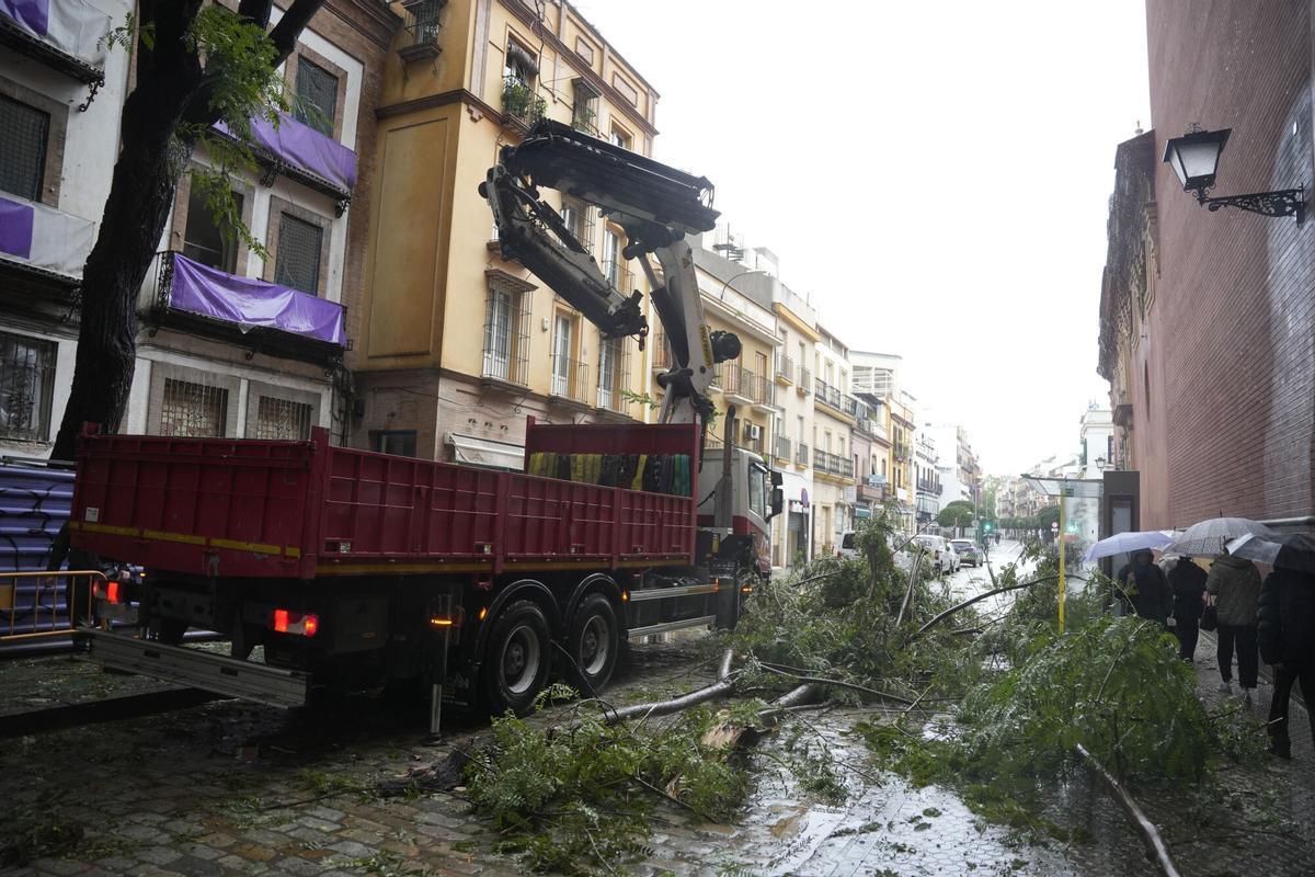Operarios del ayuntamiento de Sevilla trabajando en la retirada de árboles caídos en la capital.