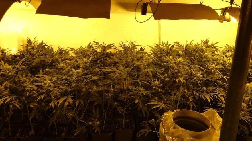 Descobreixen un cultiu de més de 300 plantes de marihuana al bell mig de Cabanes