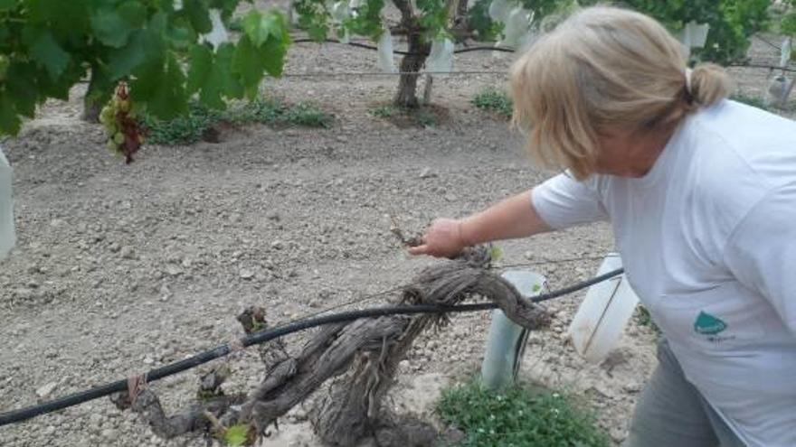 Una viticultora muestra los daños causados por conejos en su parcela de Agost.