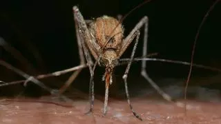 Adiós a las picaduras: así es el infalible método japonés para acabar con los mosquitos del hogar